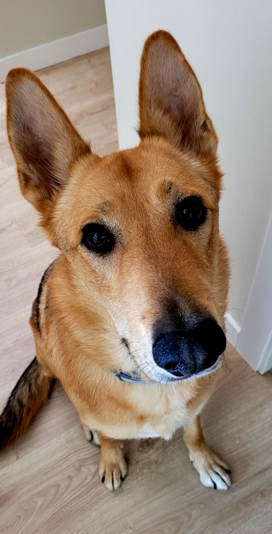 Cachorrito de pastor alemán con ojos curiosos