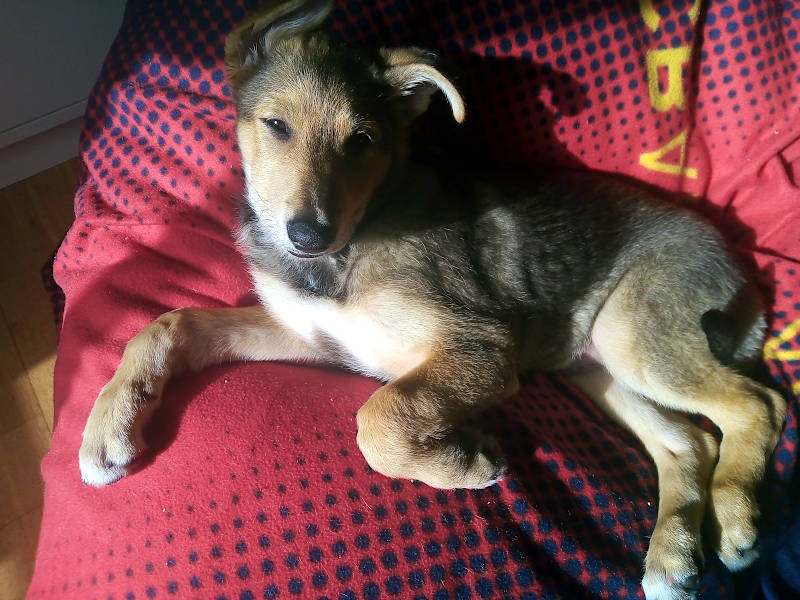 Cooper durmiendo siendo cachorro