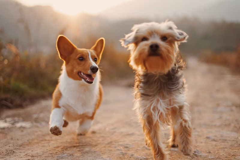 Mascota feliz jugando